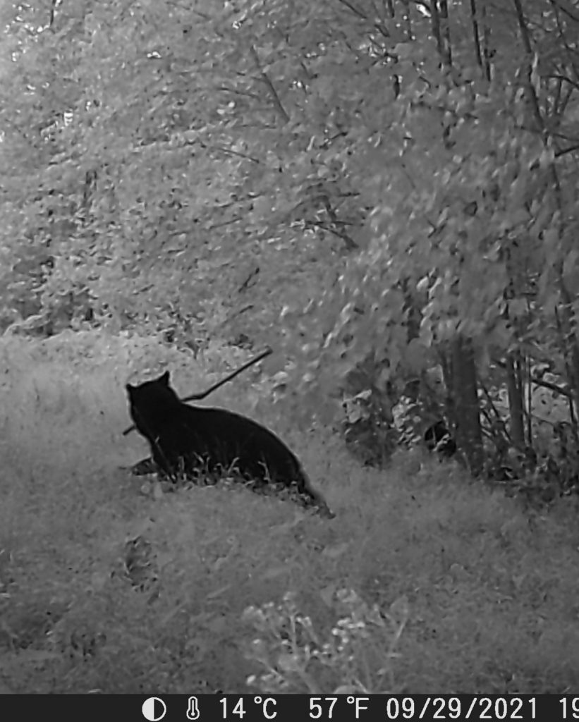 Bear caught on trail camera chewing on mock scrape licking branch.