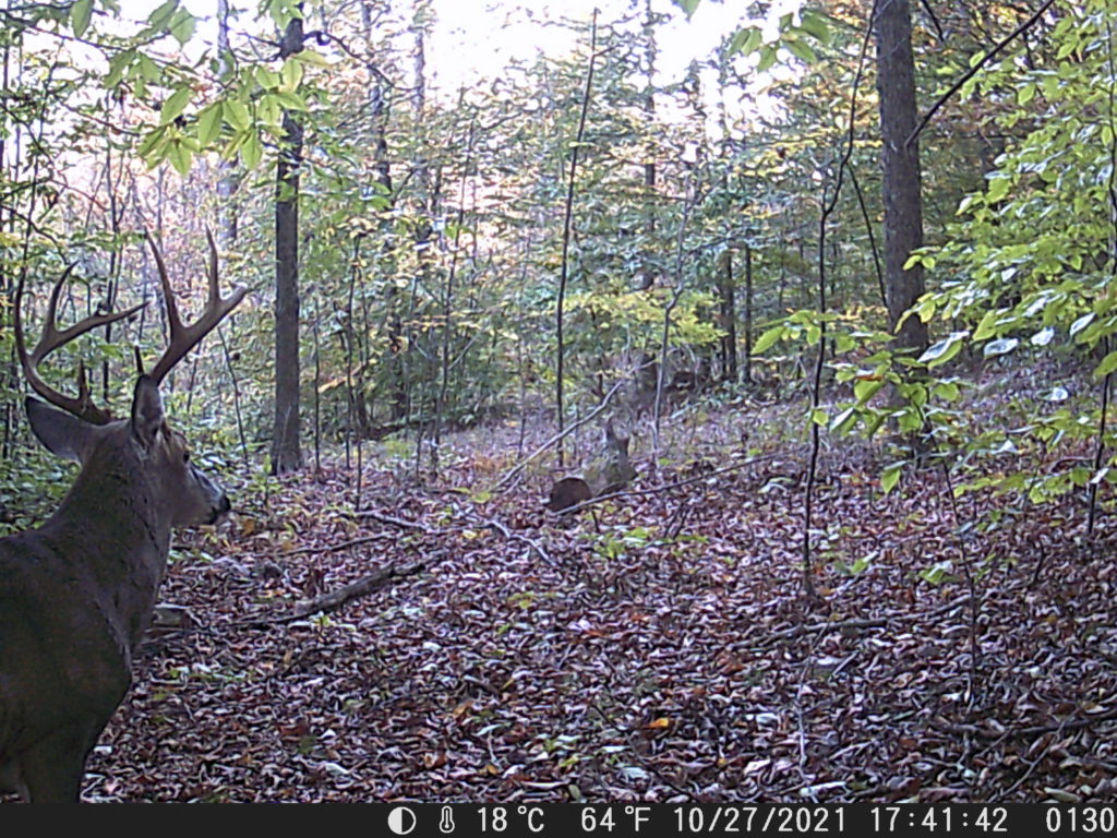 Large mature buck caught on trail camera during the last week in October.