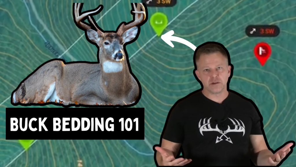 Buck Bedding 101. Learn how bucks choose their bedding areas.