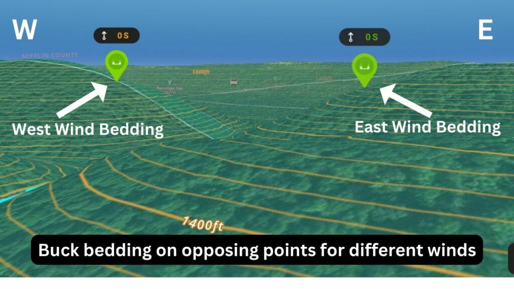 Buck bedding on opposing points for a west and an east wind using the upper one-third of the mountain.