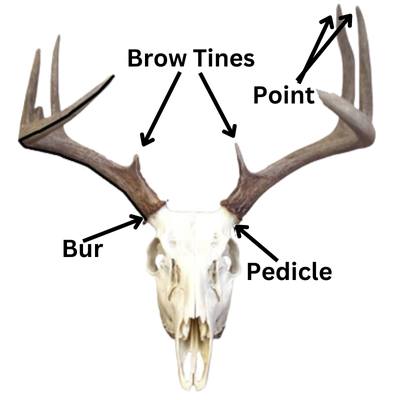Deer Antler Terminology