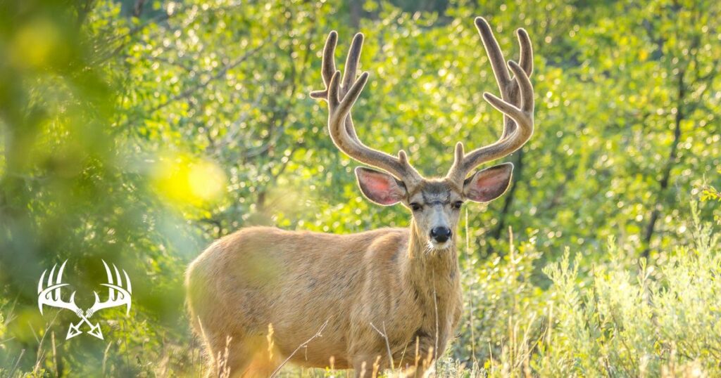 Why do deer shed their antlers as a part of the antler growth cycle?