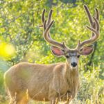 Why do deer shed their antlers as a part of the antler growth cycle?