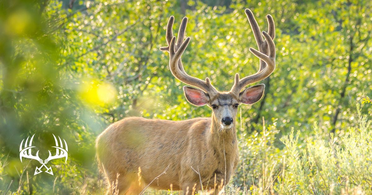 Why Do Deer Shed Their Antlers? (The Antler Growth Cycle)