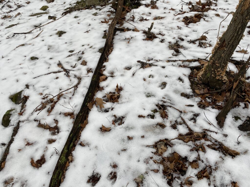 Deer Tracks in the Snow