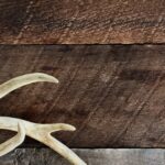 Shed Hunting 101: Shed Hunting for Beginners