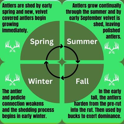 The Antler Growth Cycle from Spring, through Summer, Fall, and Winter each year.