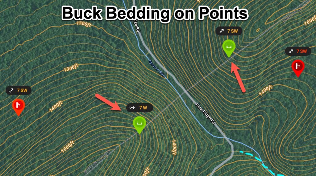 Buck bedding on opposing points for different winds.