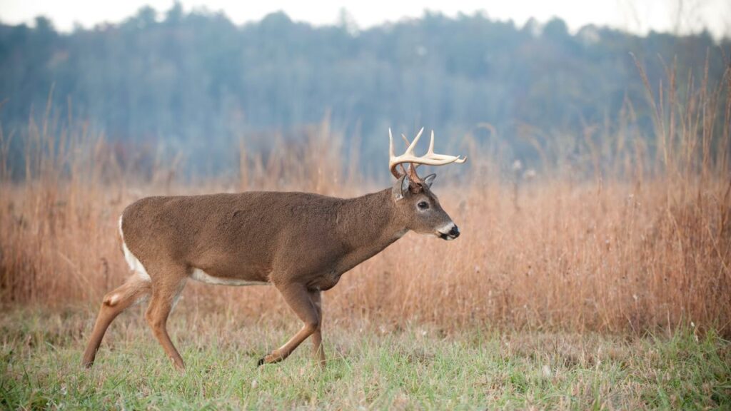 Buck cruising for does during the rut