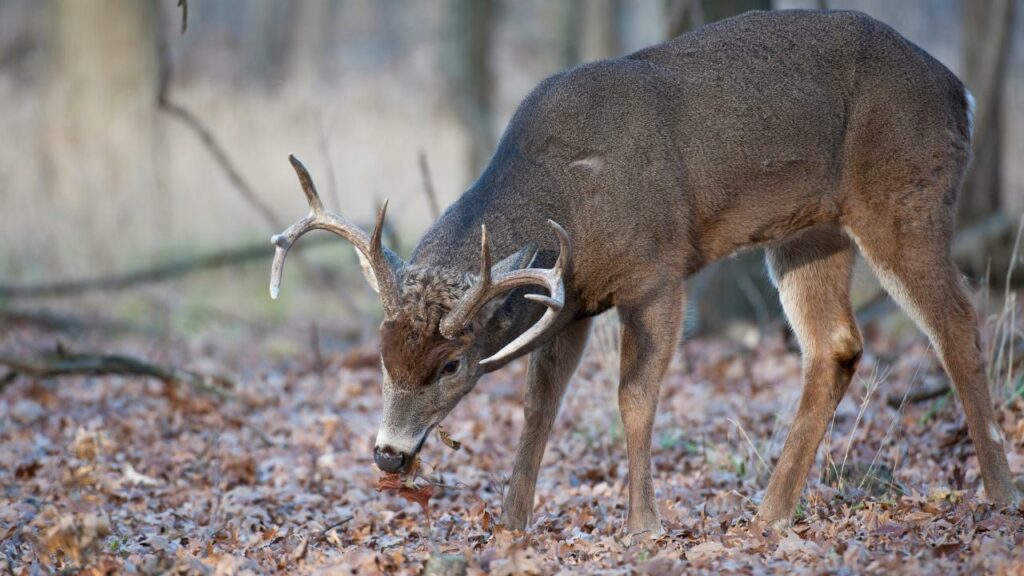 Buck eating acorns while moving along feeding route.