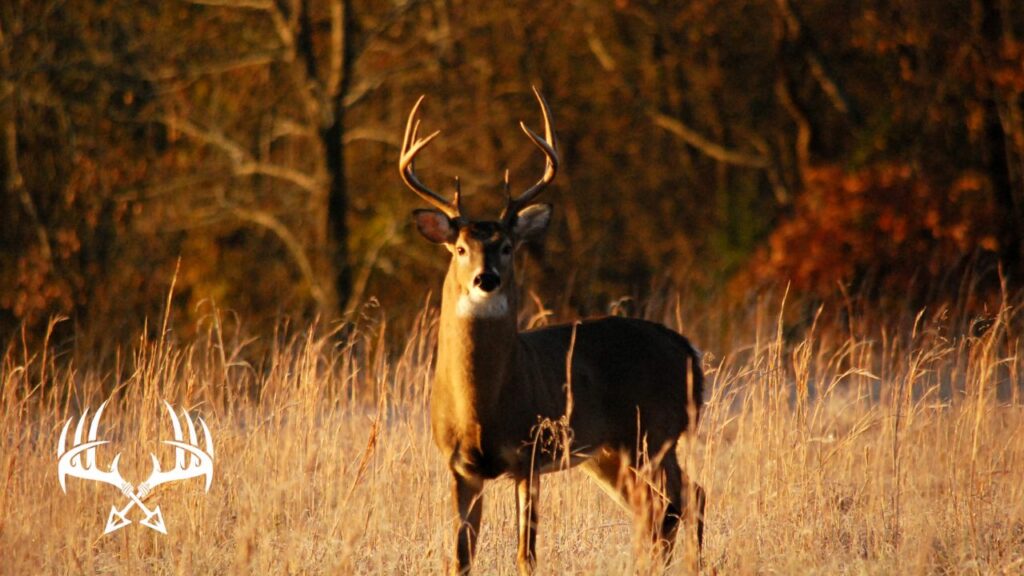 Deer movement times just before sunset or just after sunrise.