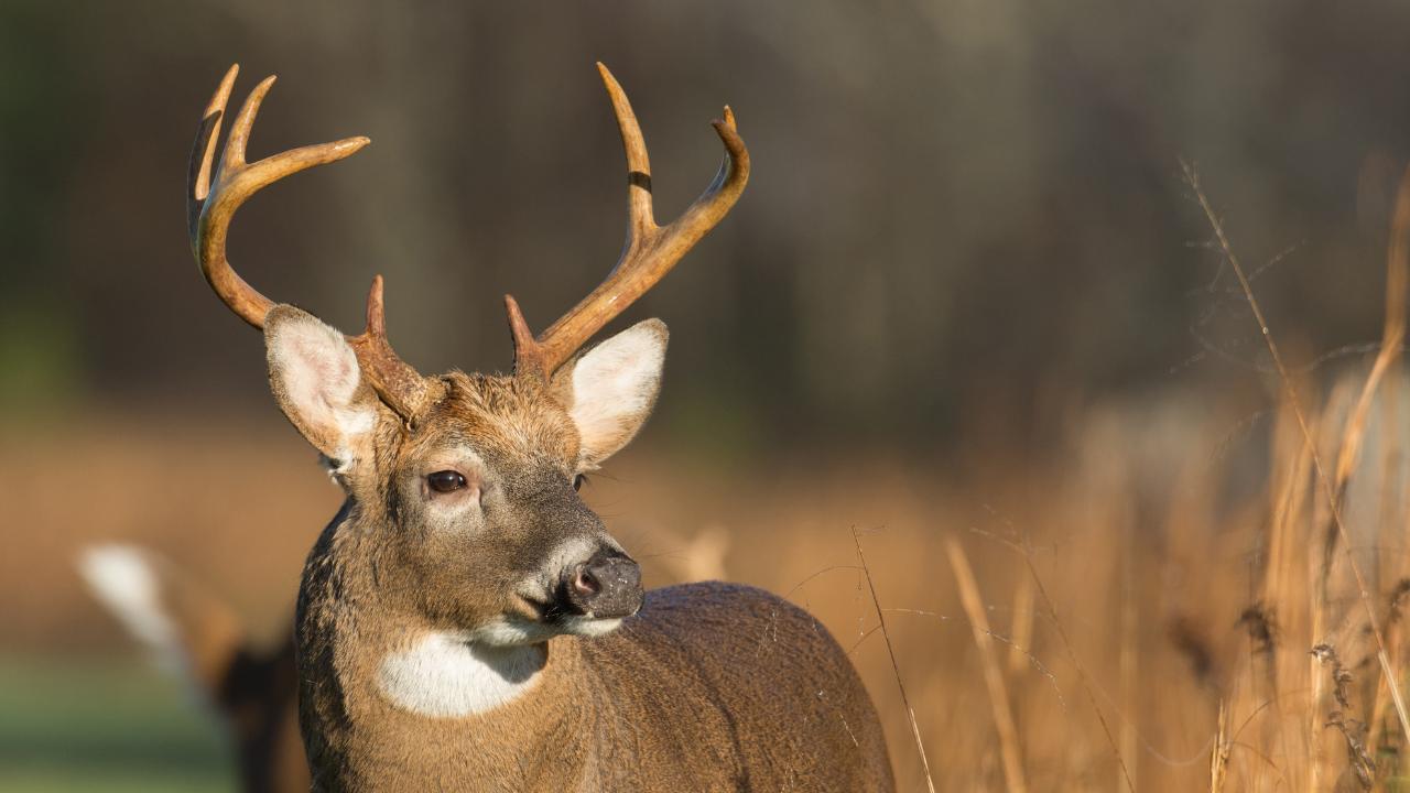 Best Camo for Deer Hunting: What the Science Says