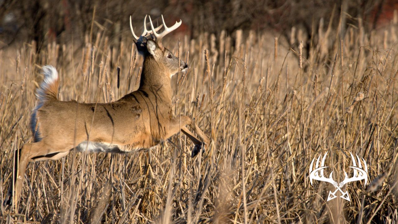 Understanding Deer Movement Patterns for Bow Hunting Success