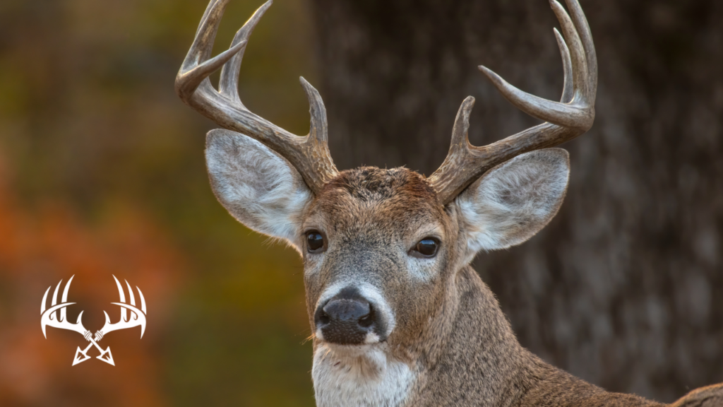 Deer have 310 degrees of vision and can sense movement extremely well.