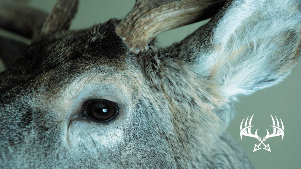 Deer Vision. WHat can deer see when to comes to color, light, and movement?
