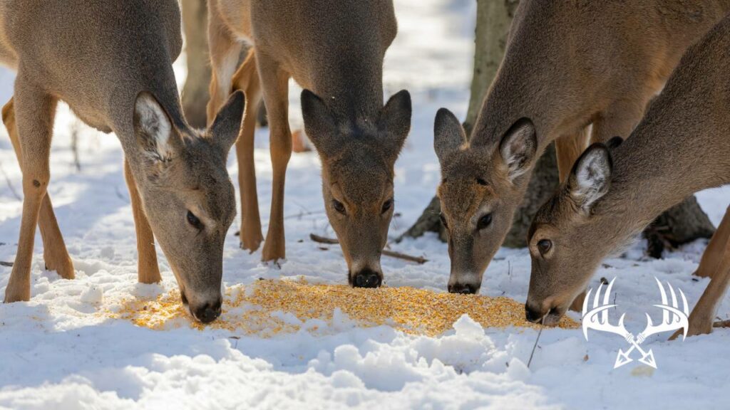 Deer feeding on a corn pile.