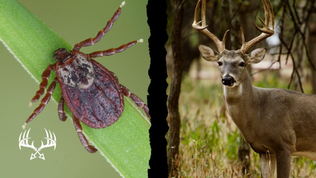 Stay bug free and scent free when deer hunting.