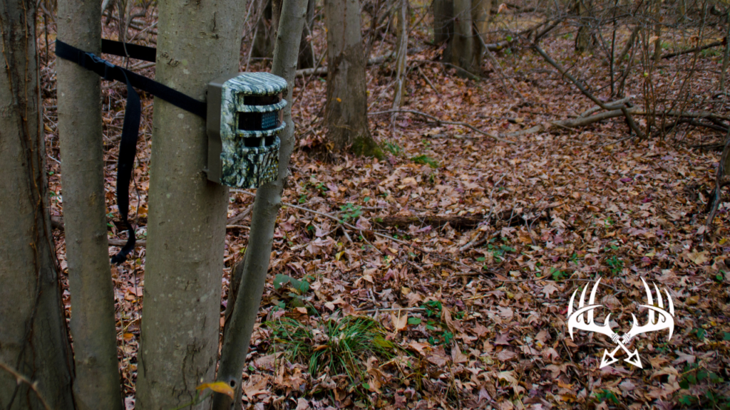 Selecting the right trail camera for scouting whitetail deer.