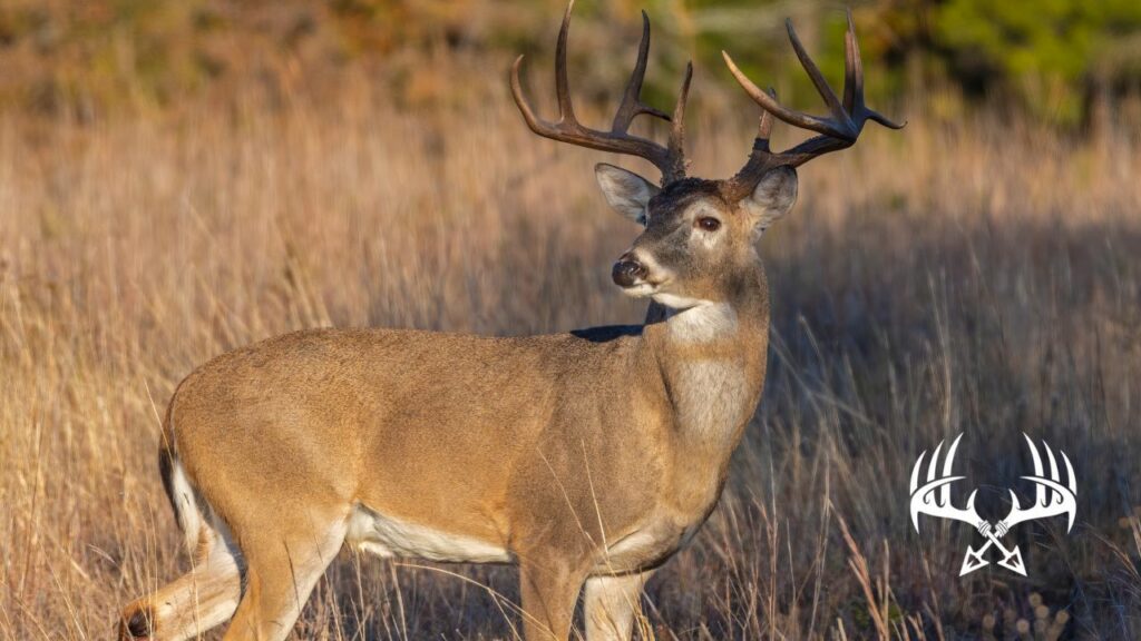 Whitetail deer smelling the air.