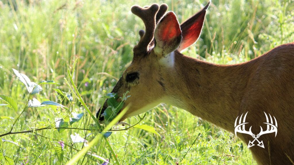Fall food sources for deer and how to hunt them.