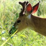 Fall food sources for deer and how to hunt them.