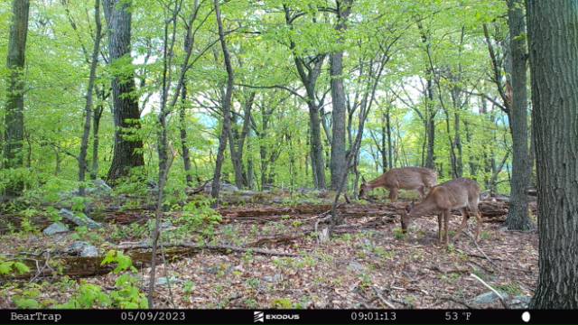 Two doe walking together on top of a point captured by a cell trail camera.