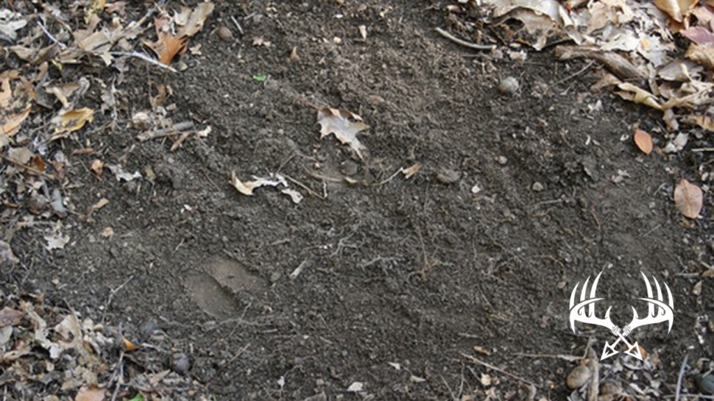An active scrape left by a large buck with hoof print.