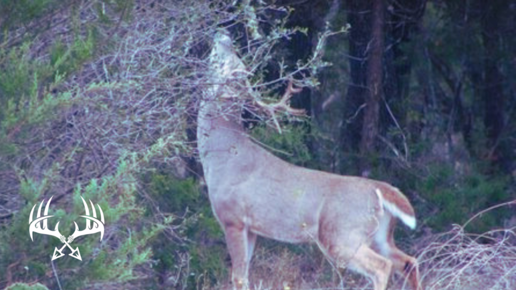 Deer at a scrape with a licking branch.