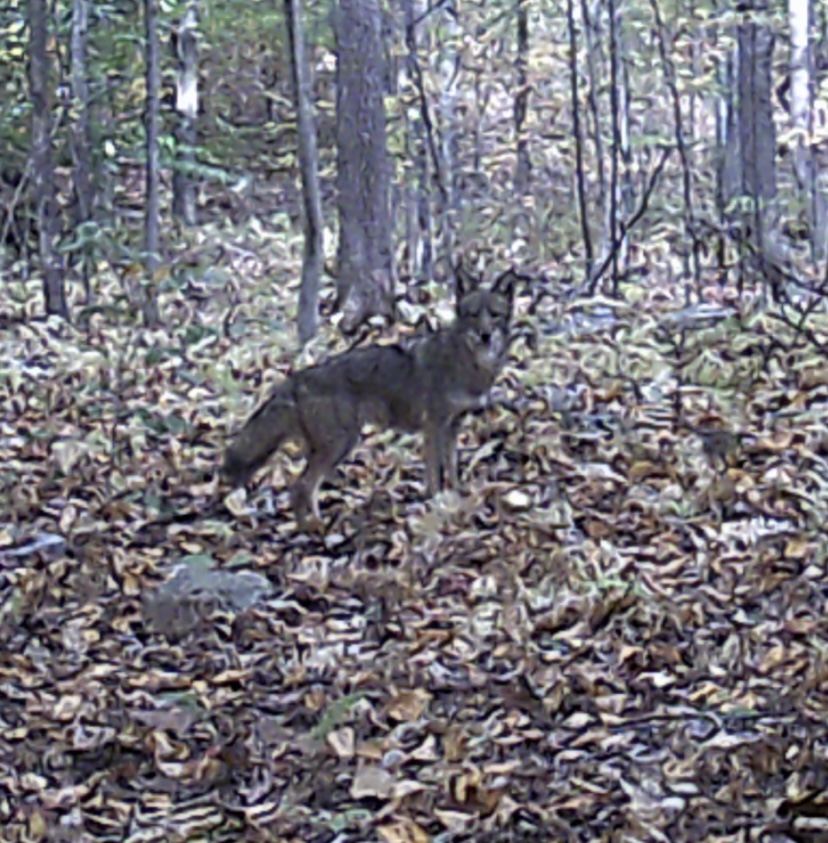 Coyote caught on trail camera.