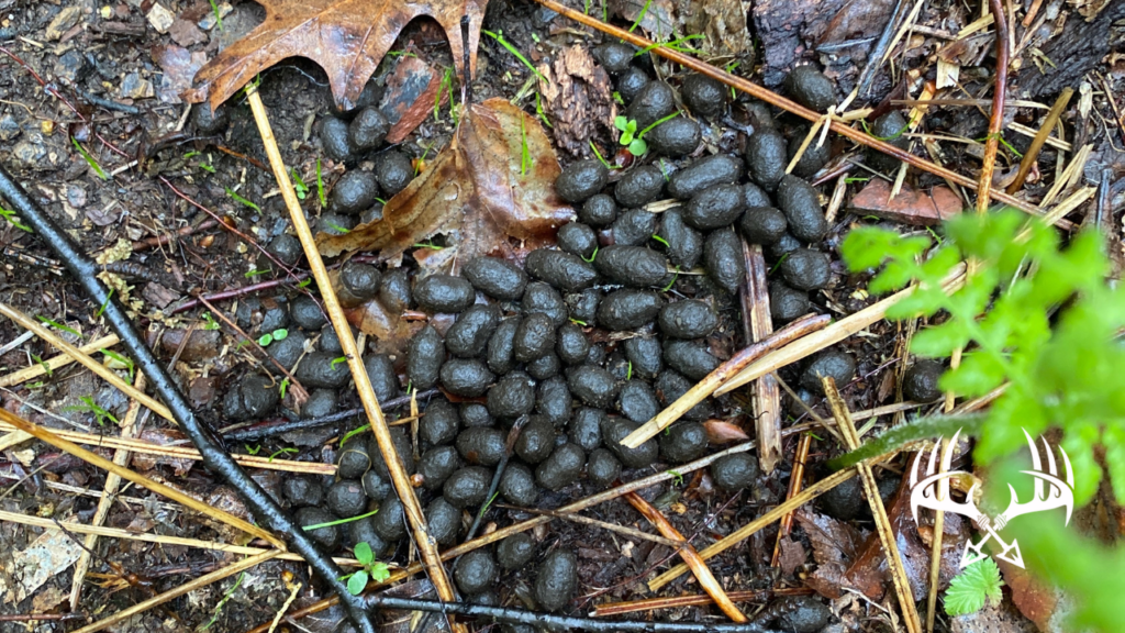 What hunters need to know about deer droppings.