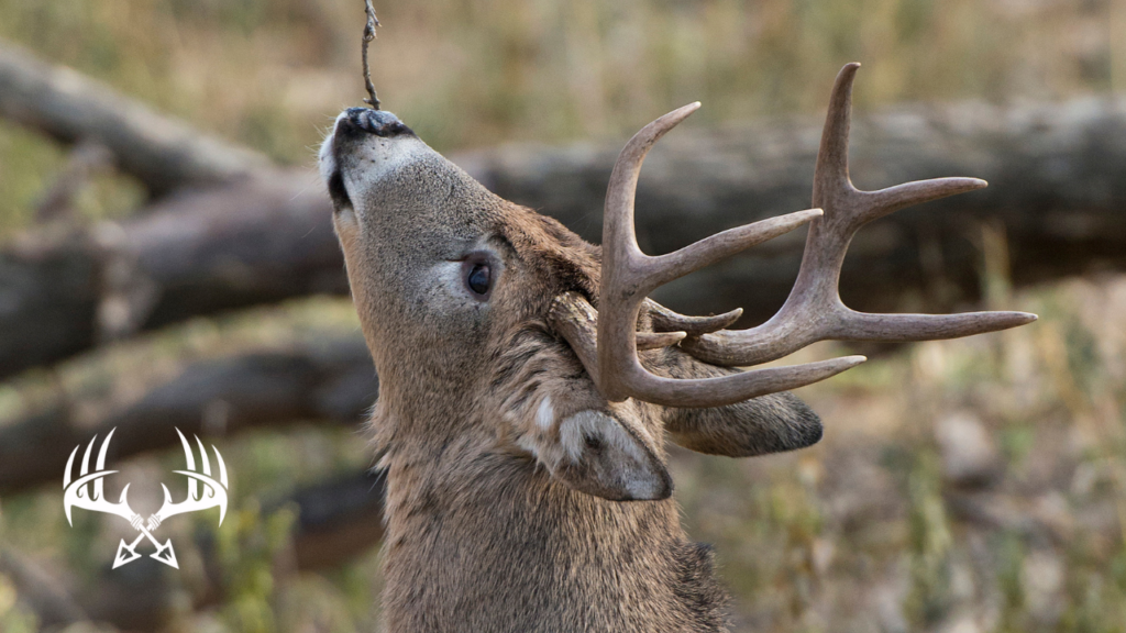 Whitetail deer sniffing a licking branch
