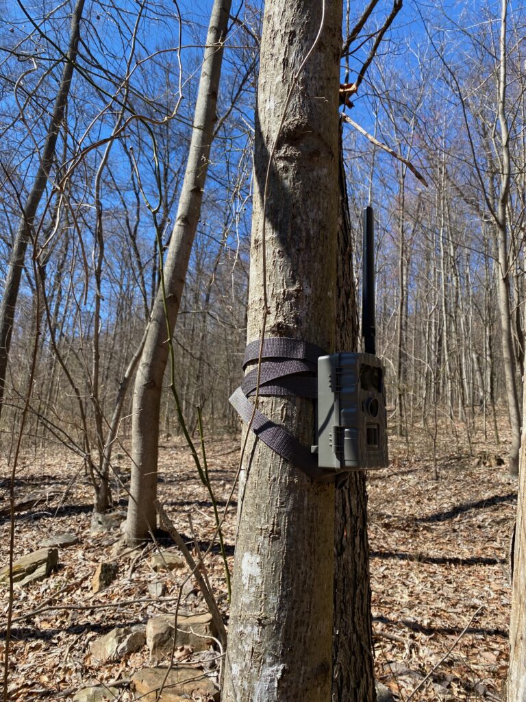One of my Exodus Rival Cellular Trail Cameras mounted to a tree.
