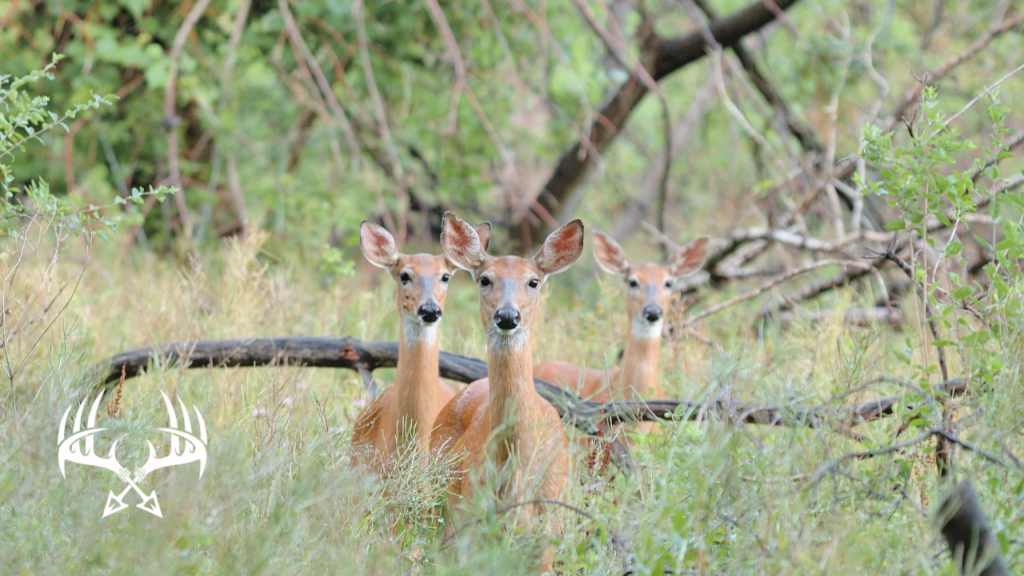 Group of Does Moving During the Rut.