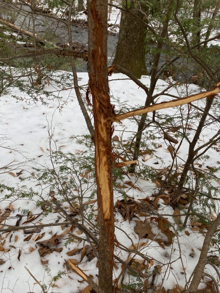 Buck rub in the late season with snow on the ground.