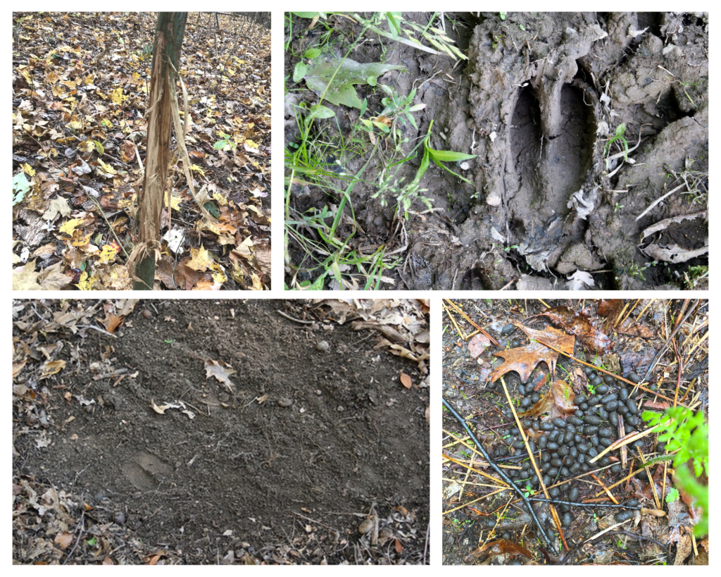 How to hunt hot deer sign like rubs, scrapes, tracks, and droppings.