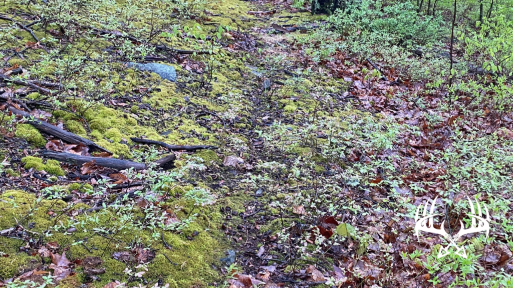 Trail loaded with clusters of deer droppings.