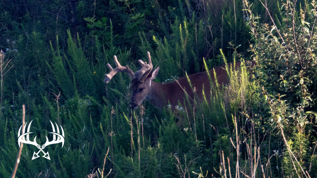 A buck in an unexpected location in an opening.