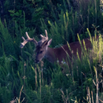 A buck in an unexpected location in an opening.